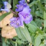 Tradescantia ohiensis Цвят