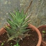 Haworthia fasciata Habitus