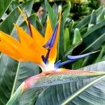 Strelitzia reginae Flower