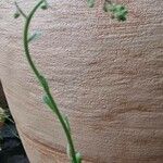 Saxifraga hostii Flower