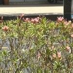 Nerium oleander 花
