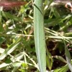 Phleum phleoides Leaf