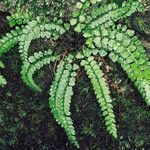 Asplenium trichomanes-ramosum Habit