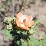 Sphaeralcea cordobensisFlor