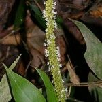Geonoma macrostachys Цвят