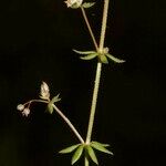 Galium minutulum Other