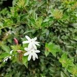 Jasminum grandiflorum Blomst