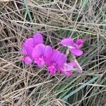 Lathyrus latifoliusBlodyn