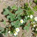 Fragaria virginiana Leaf