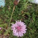 Crepis rubraFlor