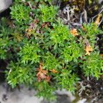 Saxifraga fragilis পাতা