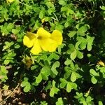 Oxalis pes-caprae फूल
