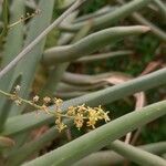 Aloe ramosissima Cvet