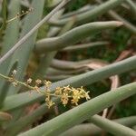 Aloe ramosissima Floare