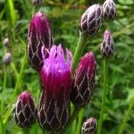 Serratula tinctoria Flors
