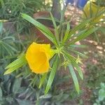 Thevetia peruviana Φύλλο