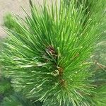 Pinus cembra ഇല