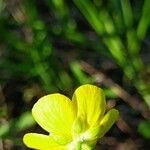 Ranunculus pedatus