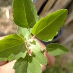 Chenopodium berlandieri Yaprak