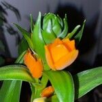 Ornithogalum dubium Kwiat