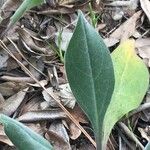 Cynoglossum creticum Blad