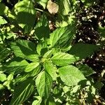 Acalypha virginica Blatt