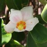 Clusia fluminensis Flower