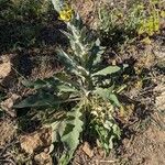 Verbascum boerhavii Hoja