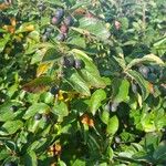 Cotoneaster acutifolius Fruit