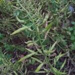 Brassica napus Φρούτο