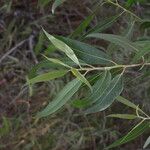 Salix laevigata Folha