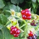 Rubus pruinosus Fruit