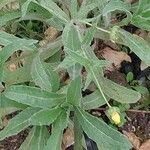 Calendula arvensis Folha