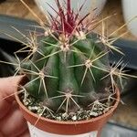 Ferocactus emoryi Leaf