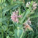 Asclepias speciosa Hoja