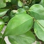 Jasminum laurifolium 葉