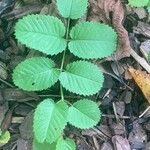 Sanguisorba officinalis পাতা