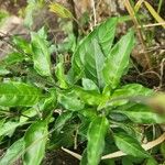 Crossandra massaica Leaf