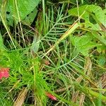 Ipomoea quamoclit Folla