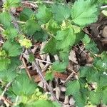 Ribes alpinum Fuelha