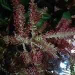 Triplaris americana花