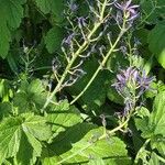 Camassia leichtlinii Blüte