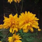 Rudbeckia laciniata 花