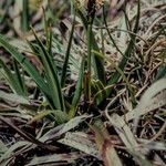 Carex ericetorum Fleur