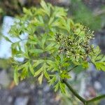 Katapsuxis silaifolia Likasa
