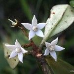 Platyspermation crassifolium Квітка