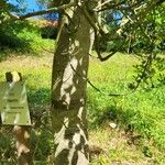 Quercus agrifolia Bark