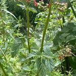 Scrophularia auriculata Leaf