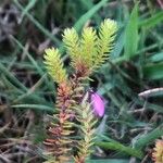 Erica tetralix Fuelha