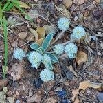 Gomphrena caespitosa Цвят